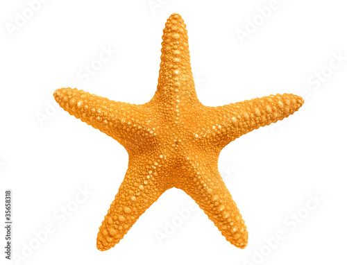Cuadros en Lienzo big yellow sea-star isolated on white background