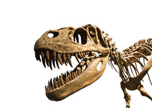 Esqueleto De Tiranosaurio Rex