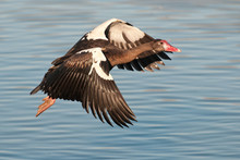 Spurwinged Goose In Flight