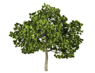 Wall Mural - common fig tree isolated on white background
