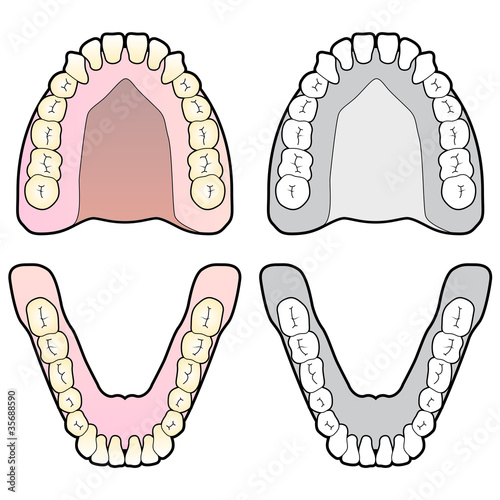 Human Teeth Chart Buy This Stock Vector And Explore Similar