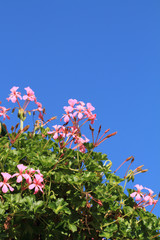 Wall Mural - geranium flowers