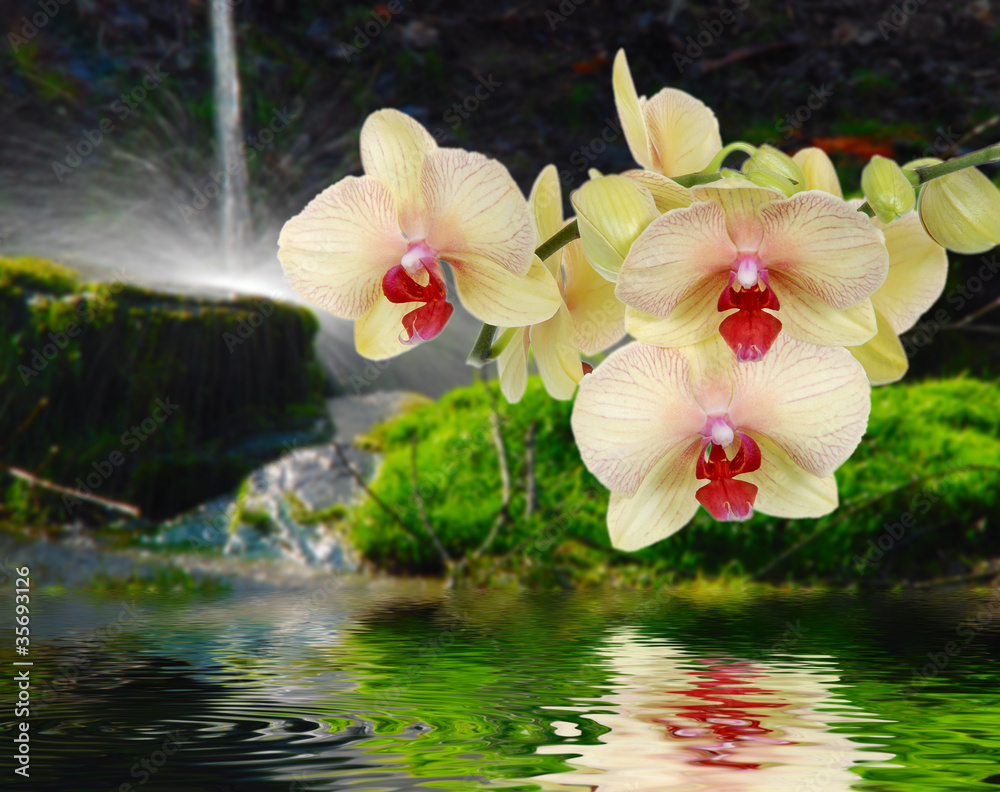 orchidea-na-kamieniu-z-wodnymi-kroplami