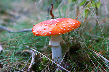 Fly-agaric mushroom