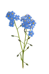 Wall Mural - blue isolated forget-me-not flowers