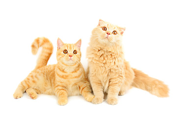  Two scottish cats