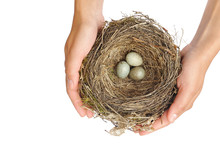 Young Woman Holding Blackbird Nest Over White Background
