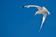 Sea Gull Flying With Blue Sky In Background