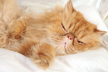Ginger Persian Cat Sleep