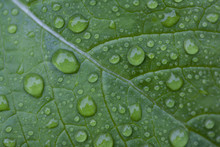Droplets Of Water Onto The Green Leaf