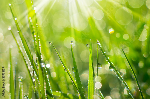 Nowoczesny obraz na płótnie Morning Dew