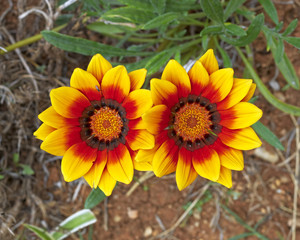 two Daybreak red ring  Gazania flower closeup