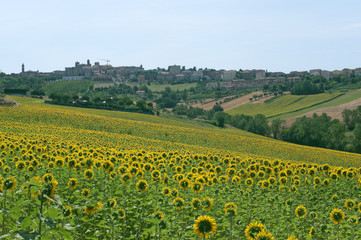 Panorama of Filottrano(Ancona, Marches, Italy) and sunflowers' f