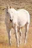 Fototapeta Konie - Single White Horse in Pasture