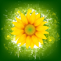 Wall Mural - Sunflower