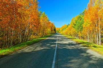 Wall Mural - Autumn road.