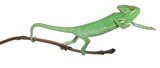 Fototapeta Dinusie - Young veiled chameleon, Chamaeleo calyptratus