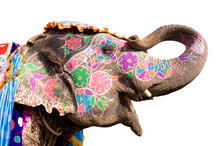 Colorful Hand Painted Elephant , Holi Festival , Jaipur, Rajasthan, India	