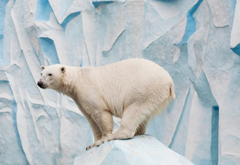 polar bear in a zoo