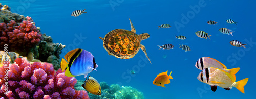 Fototapeta do kuchni Underwater panorama with turtle, coral reef and fishes. Sharm el