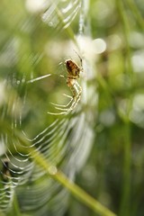 Wall Mural - glass spider