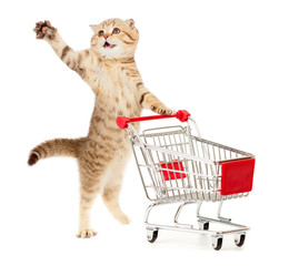 Wall Mural - cat with shopping cart isolated on white