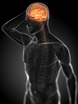 3d rendered anatomy illustration - painful head