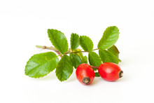 Rose Hips Isolated