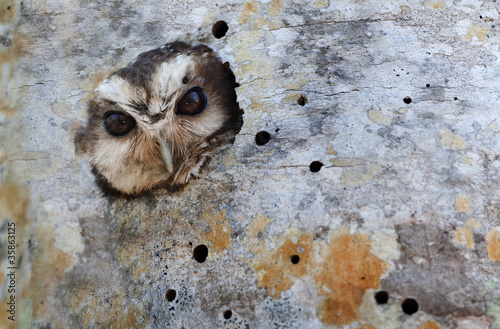 Cuban Screech Owl In Tree Hole Buy This Stock Photo And Explore