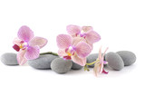 Fototapeta Storczyk - Still life with pink orchid with gray stones