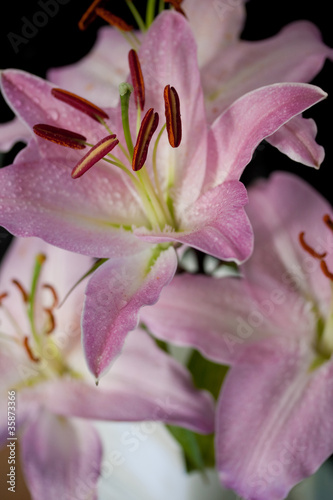 Obraz w ramie Pink flowers isolated against black background