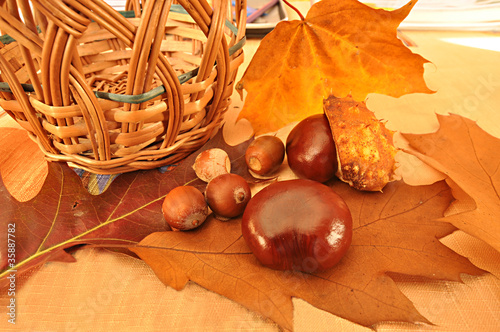 Naklejka dekoracyjna Jesienna kompozycja
