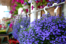 Flowers In Hanging Baskets
