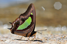 Common Nawab Butterfly