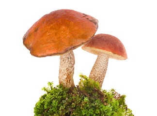 orange-cap boletus in moss