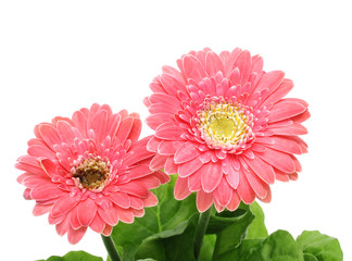 Canvas Print - gerbera daisies