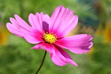cosmos bipinnatus in the sun
