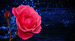 Rose mit Wassertropfen Hintergrund