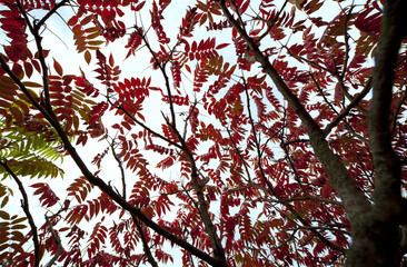 Red leaves.