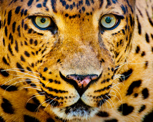 Close up portrait of leopard with intense eyes