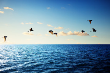 Wall Mural - birds and caribbean sea