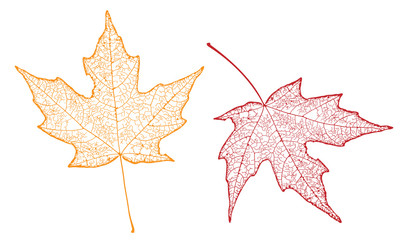 two maple leaves showing veins