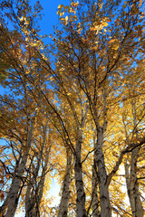 Wall Mural - sunlight behind birch tree in autumn