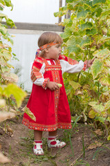 little girl in Russian national dress collects cucumbers