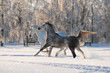 two free horses in winter field