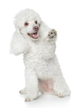 White Toy Poodle Gives That A Paw