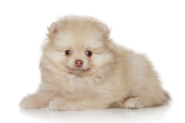 Poster - Pomeranian spitz puppy