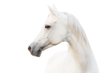 arabian white horse