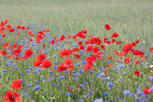 Landscape With Poppies And Cornflowers.