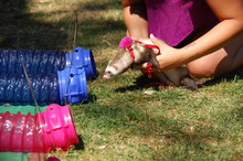 A Girl Holding A Ferret To Make It Go Through A Tube
